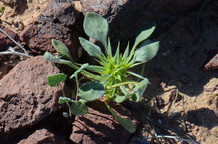 Chorizanthe rigida, Rigid Spineflower